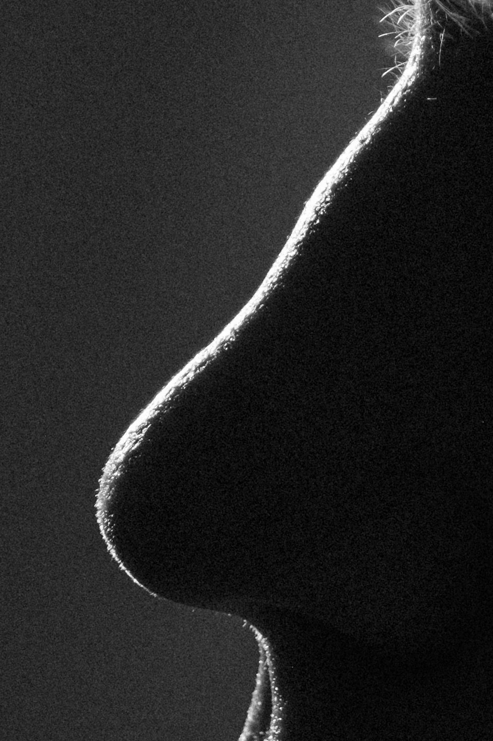 The Nose, image 9 of 13
