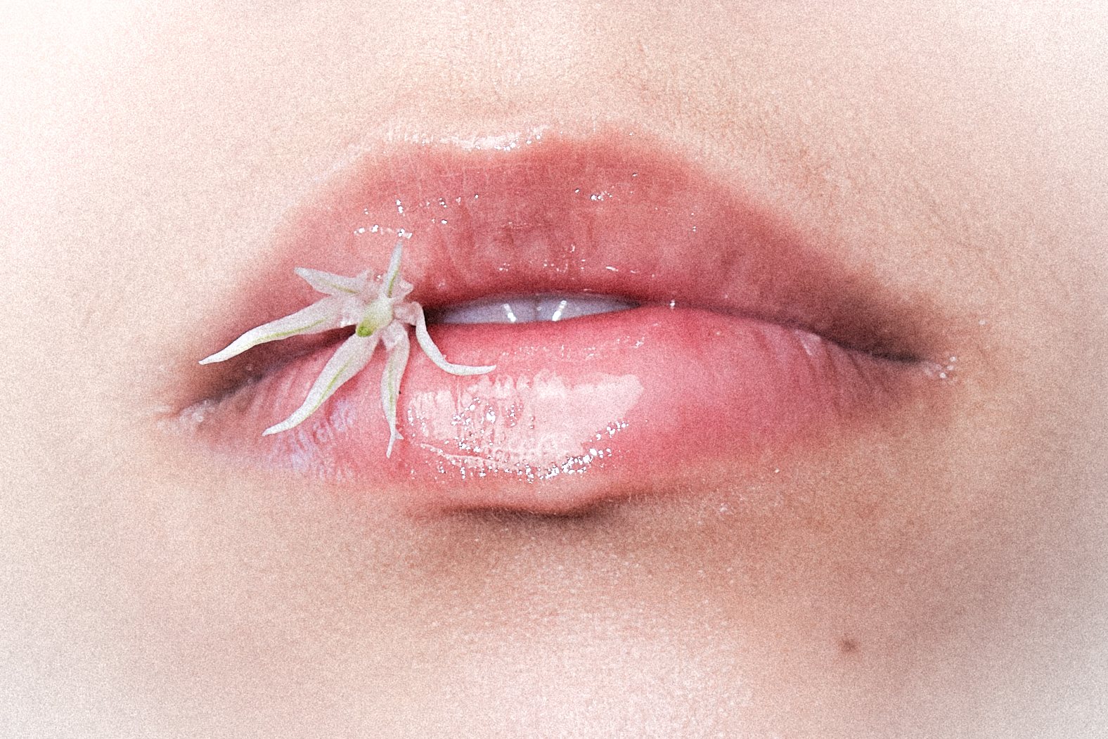 Glossed lips holding a small white flower